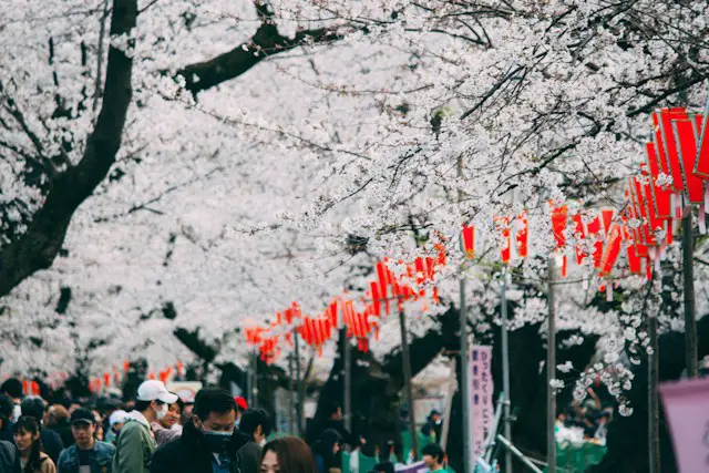 How to Experience Cherry Blossom Season in Japan: A Traveler’s Guide