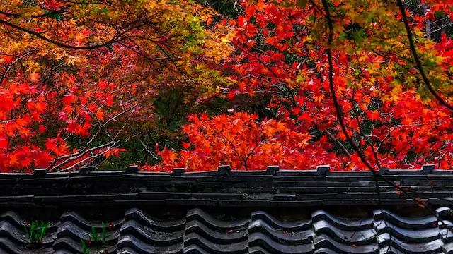 September in Japan: Discovering Autumn Festivals and Rural Harvest Traditions