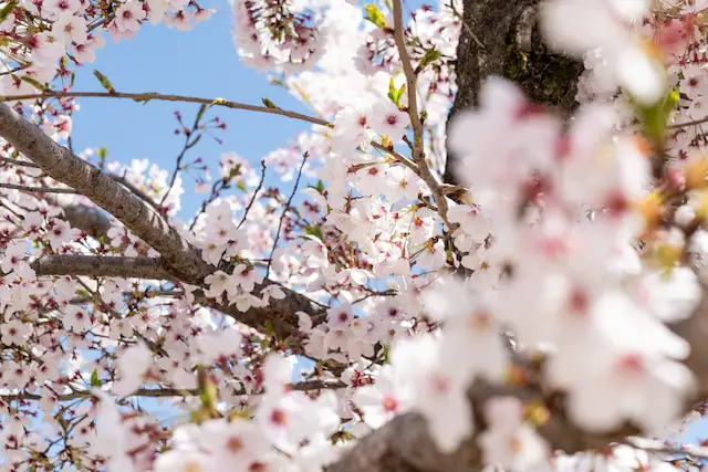 April in Japan: Enjoying the Colorful Festivities of Hanami and Spring Gardens