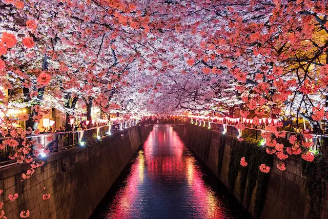 March in Japan – Cherry Blossom Viewing – Best Spots for Sakura in Spring